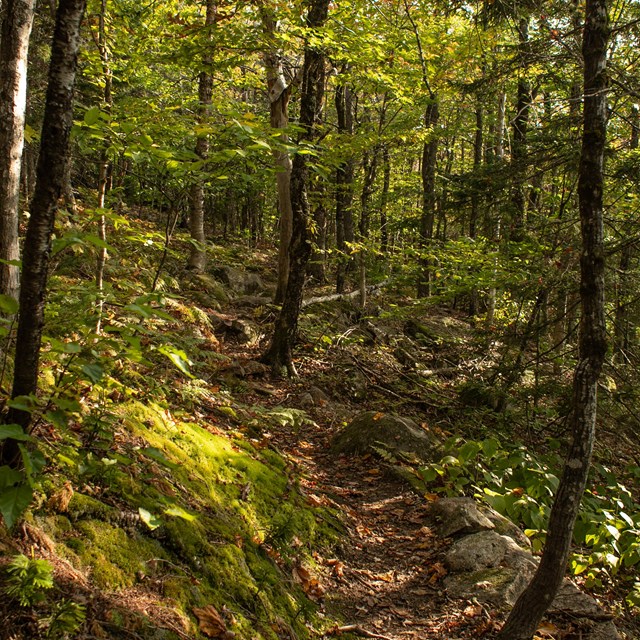 A dark shaded forest with a trail that goes through an area of dense trees.