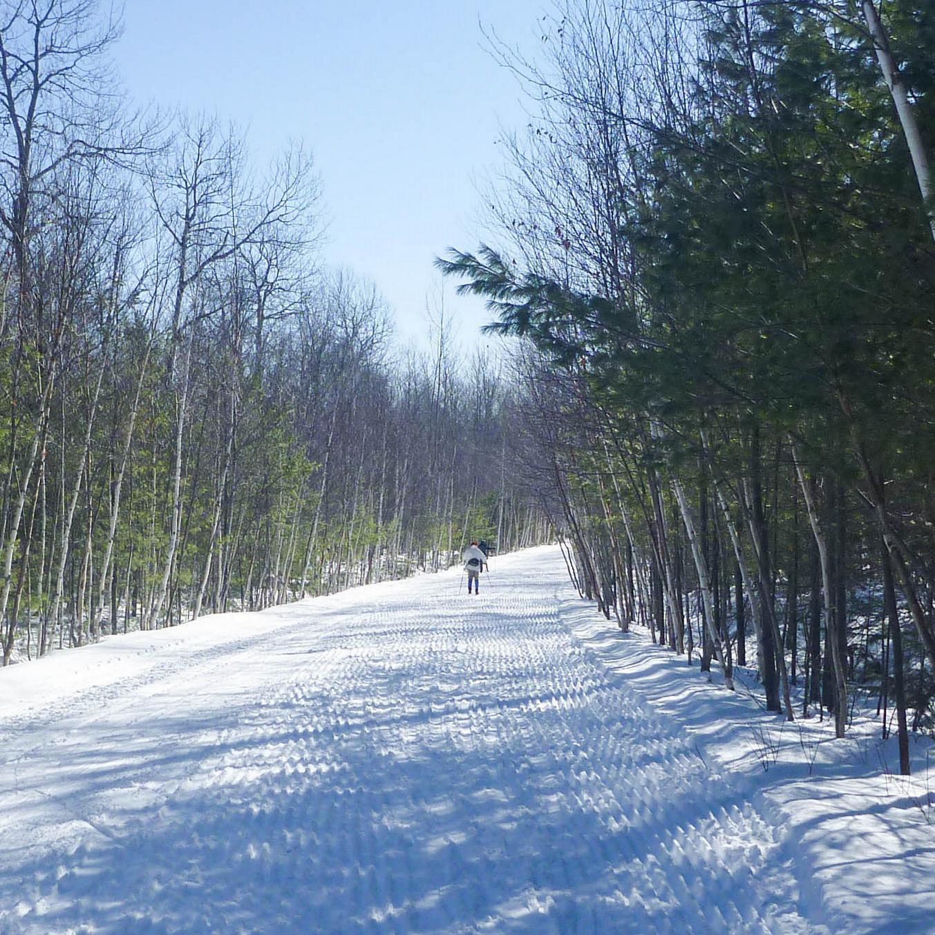 Snow covered road with dormant trees from the woods lining the road.