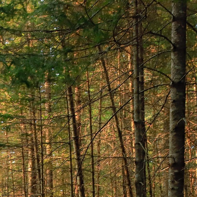 Sunlight comes through brown tree trunks with green leafy treetops. 