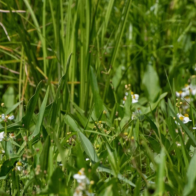 Green leafy water plants grow out of a wetland area. 