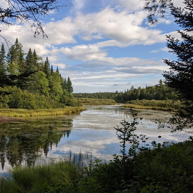 A wetland and pond surrounded by forest.