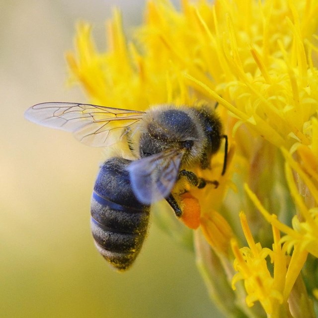 bee hovers next to a yellow flower