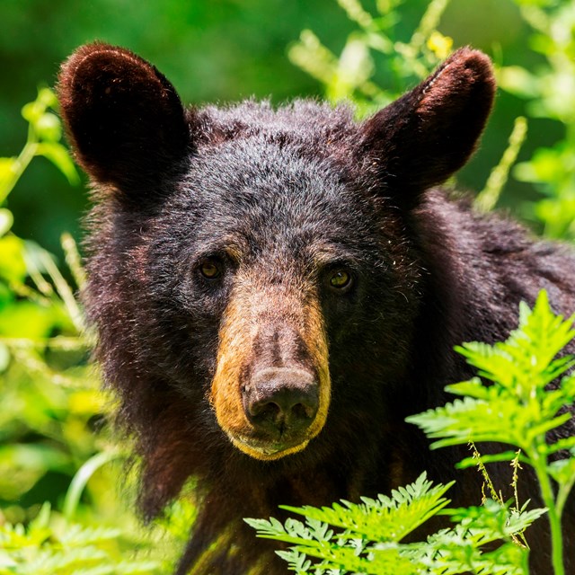 a brown bear stands behind grass in the fall