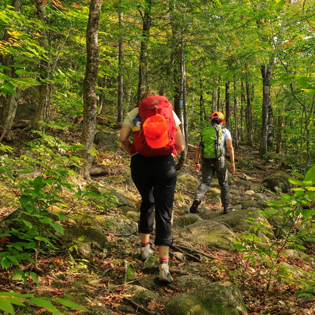 Two hikers walk on a path in the woods.