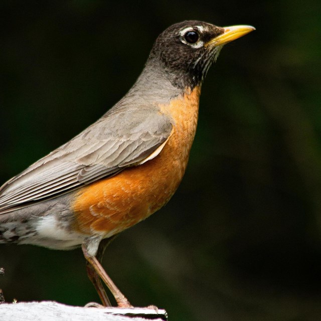A bird perched on a branch