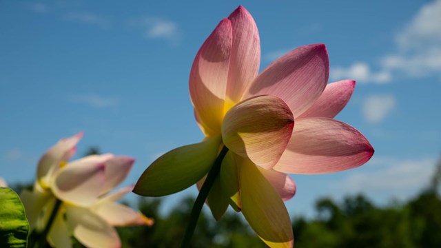 a lotus flower