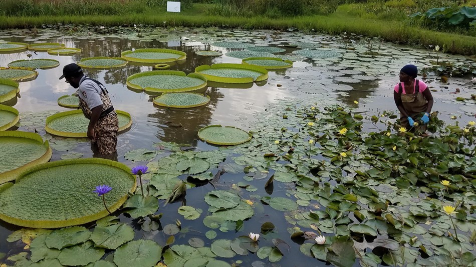 Friends of Kenilworth Aquatic Gardens