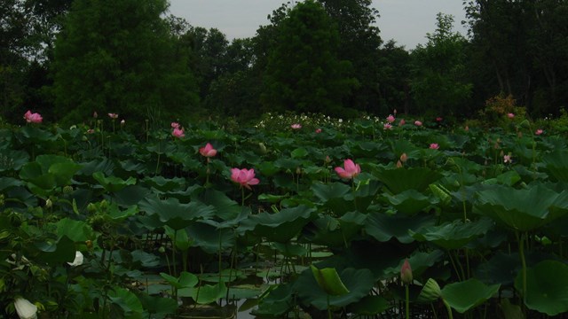 several pink lotus flowers and leaves rise up from the ponds
