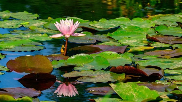 a pink water lily