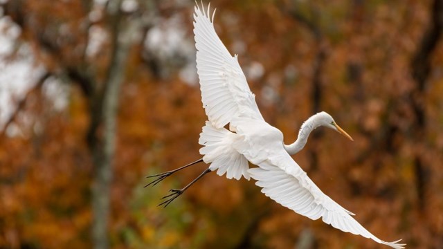 The Great White Egret