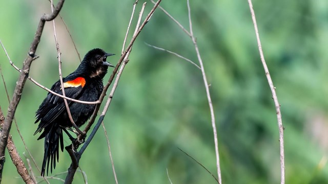 Red-winged Blackbird