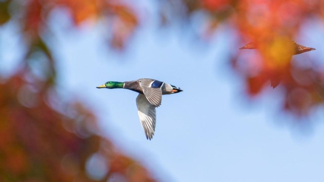 Mallard Duck