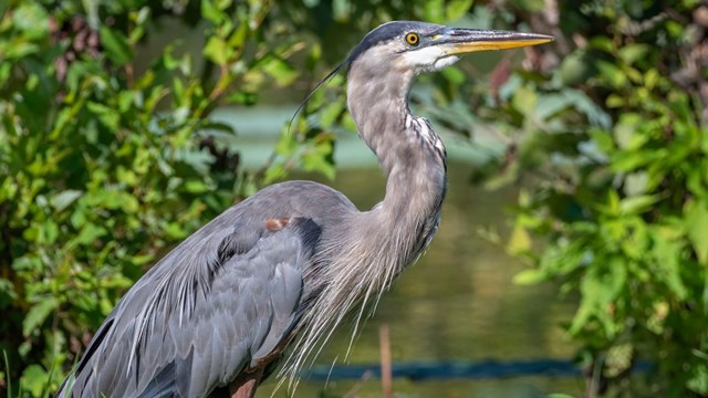 Great Blue Heron