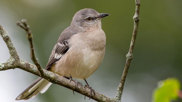 Northern Mockingbird