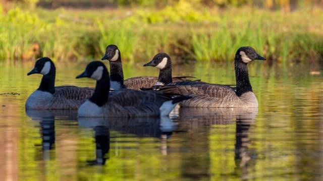 Canadian Goose