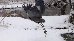 Blue heron flying off of a snowy river bank