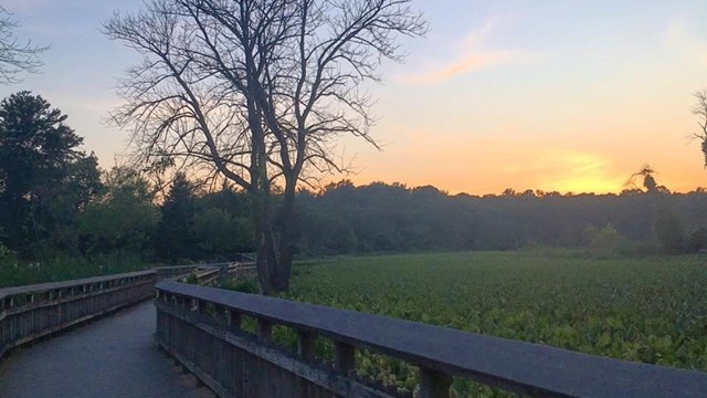 The boardwalk during sunrise with a tree with no leaves