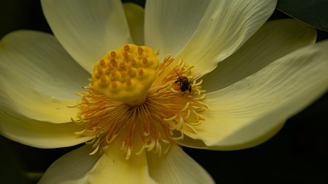 A bee sits on a flower at Kenilworth Park & Aquatic Gardens