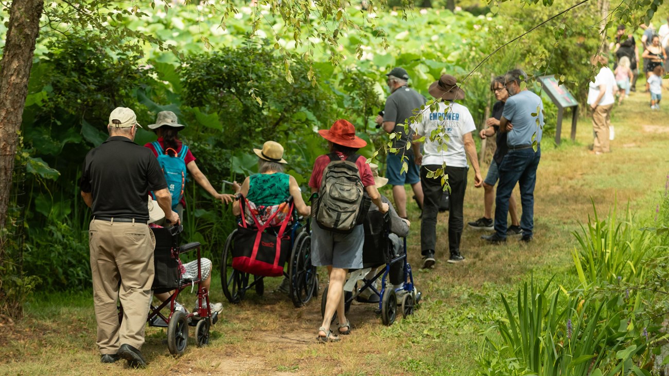 Visitors in wheelchairs enjoy the lotus and lilies from a pathway.
