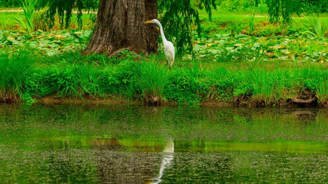 A white bird stands on the bank of a pond.