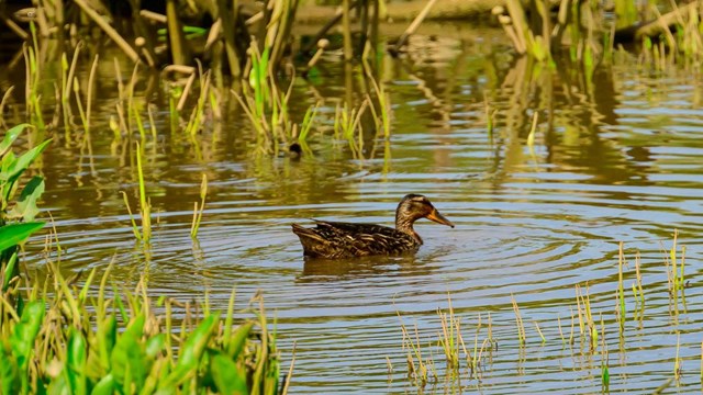 A brown and black duck is in water surrounded by plants.