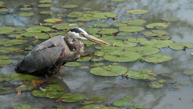 A Great Blue Heron in a pond with lily pads