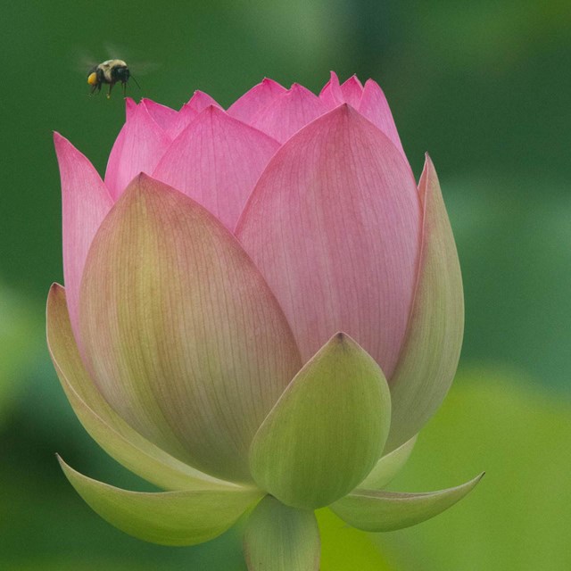 Lotus and Water Lily Festival Kenilworth Park & Aquatic Gardens (U.S