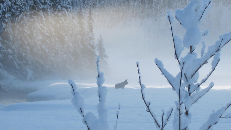 A moose struggles through deep snow along the Resurrection River.