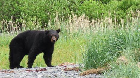 A black bear stands in a meadow of vegetation. 