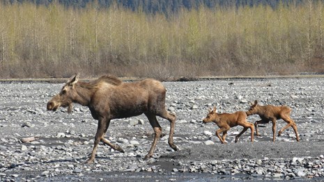 Moose cow walks on rocky outwash plain followed by two calves.