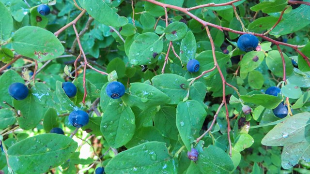 Blueberries on plant