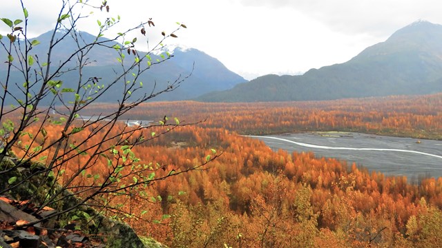 A shrub up close with a large forest in the background.  The forest leaves are mostly orange 