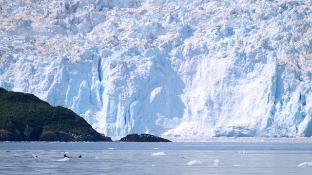 Two sea otters in the ocean look small in comparison to a wall of tidewater glacier ice beyond.