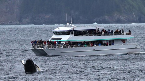 Tour boat with humpback whale breaching