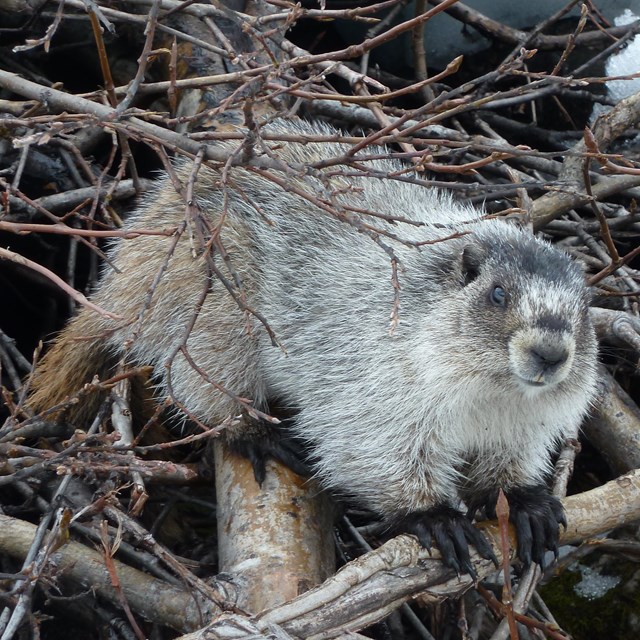 A hoary marmot stands on a pile of branches.