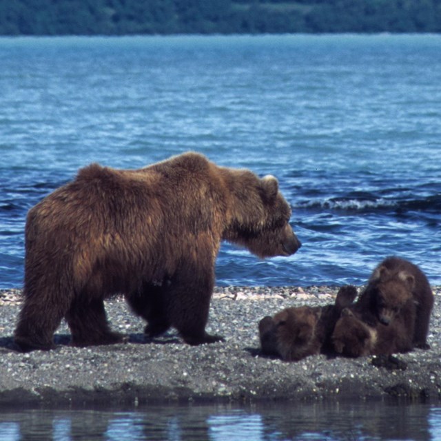 Brown bear sow and cubs along the water