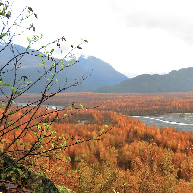 A shrub up close with a large forest in the background.  The forest leaves are mostly orange 