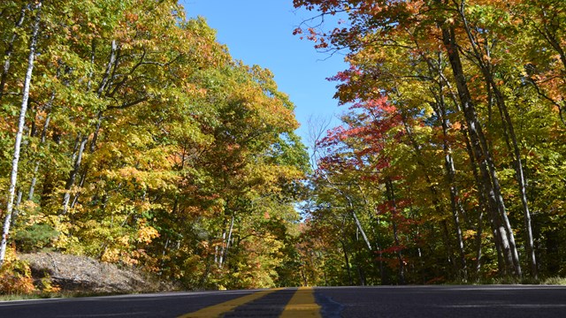 A ground-level view of street pavement with fall foliage trees above.