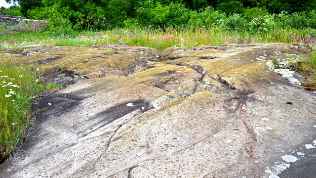 Bedrock with grooves in it is surrounded by grass and other plants.