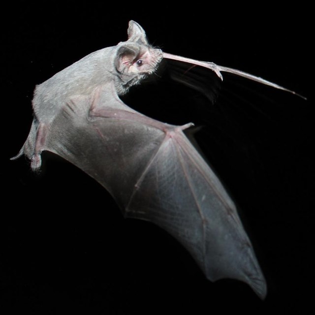 a mexican free tailed bat flies at night