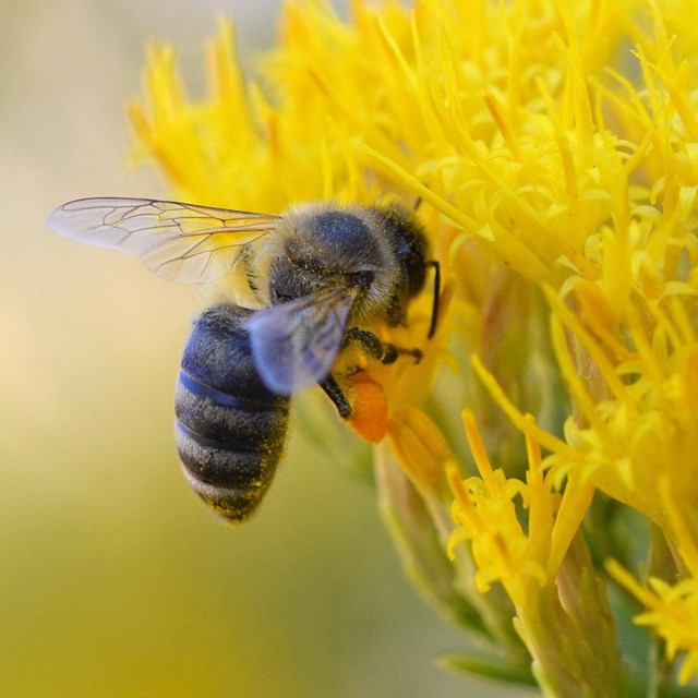 bee hovers next to a yellow flower