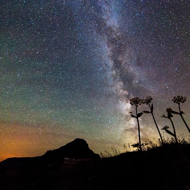 the milky way with silhouettes of plants in the foreground