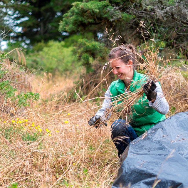 woman crouches in grassy area and puts pulled invasive species in a bag