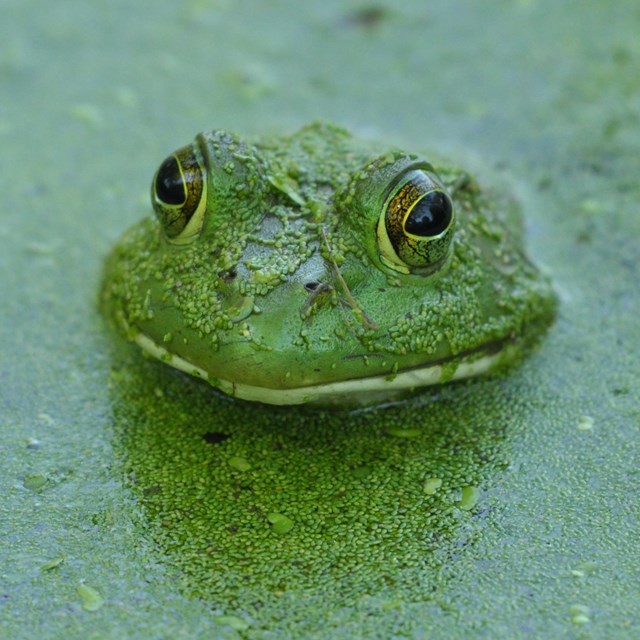 a frog pokes its head up from water green with algae