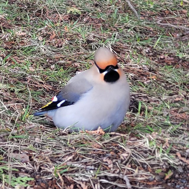 a small gray bird sitting in the grass