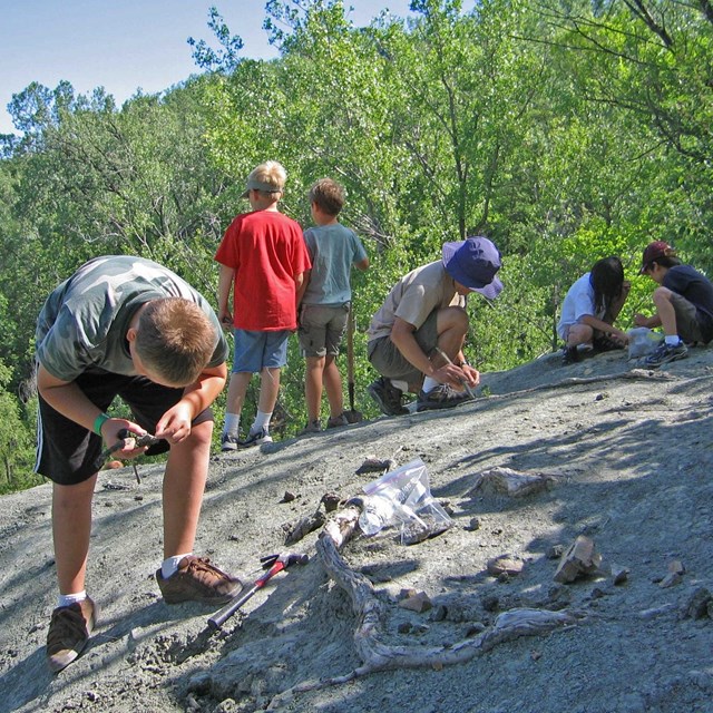 Several kids are looking for fossils on flat bolders.