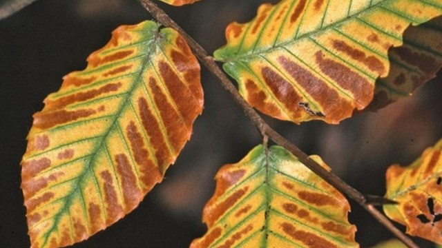 Green and yellow leaves