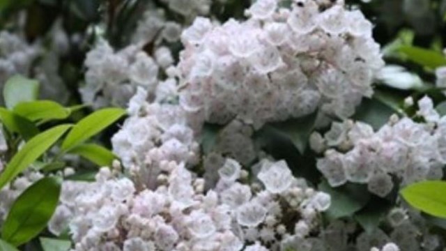 Small white flowers in clusters around green leaves