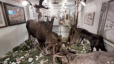 Two moose with interlocked antlers with long narrow building behind them.