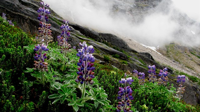 Purple flowers in front of mountains